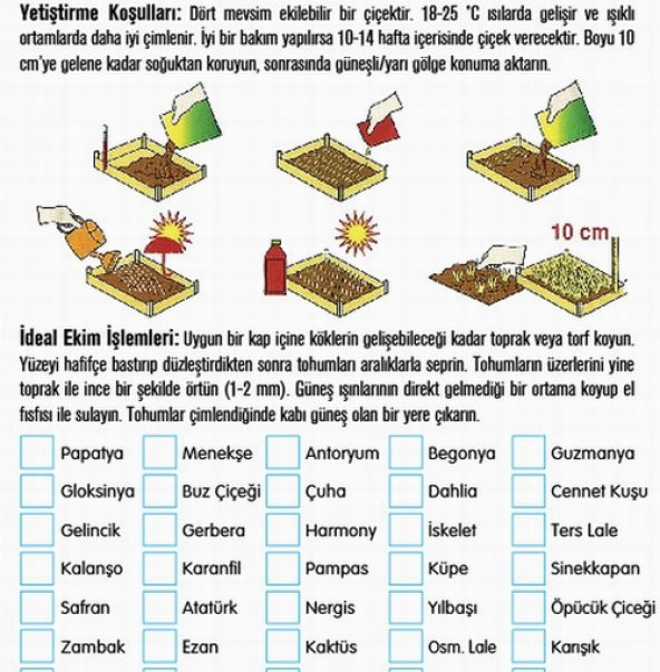 DAY 25 Adet Karışık Sinek Kapan Bitki Tohumu + 10 ADET Hediye K.Renk DAHLİA Çiçek Tohumu