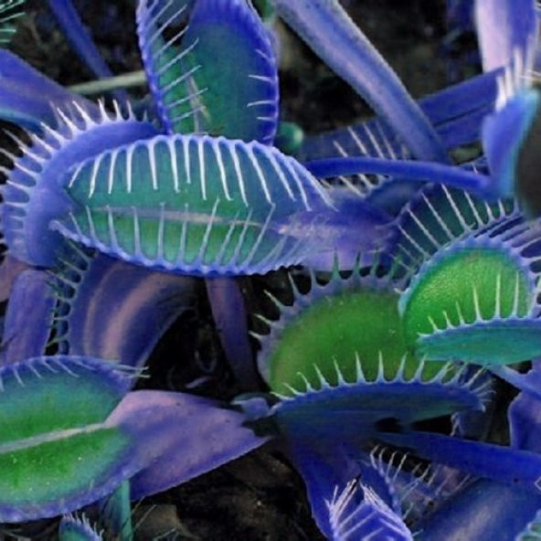 DAY 100 Adet Venüs Fly Trap Sinek Kapan Bitkisi Tohumu + 10 ADET Hediye Yıldız Çiçek Tohumu