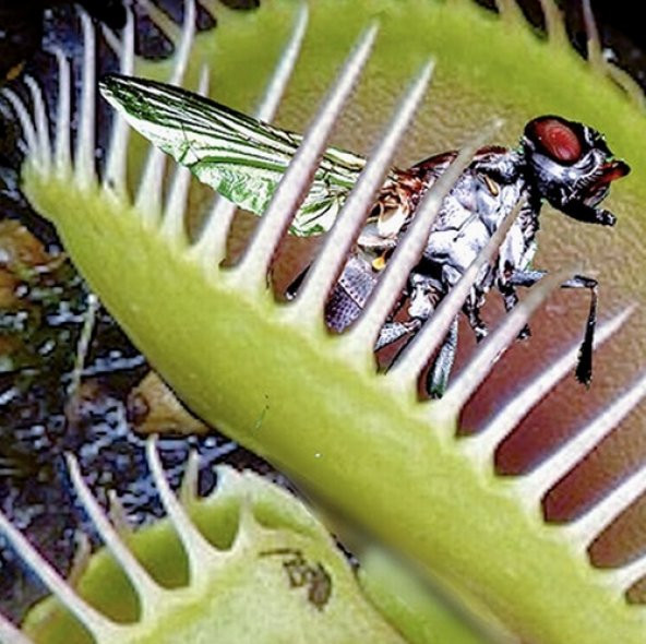 DAY 50 Adet Venüs Fly Trap Sinek Kapan Bitkisi Tohumu + 10 ADET Hediye Yıldız Çiçek Tohumu