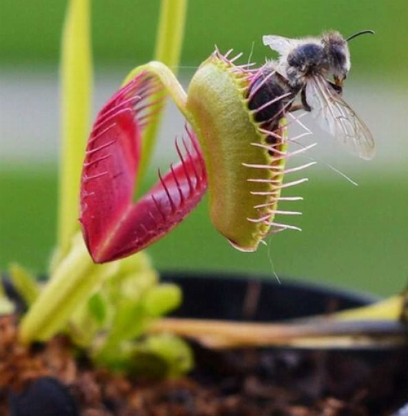 DAY 100 Adet Venüs Fly Trap Sinek Kapan Bitkisi Tohumu + 10 ADET Hediye Yıldız Çiçek Tohumu ürün görseli