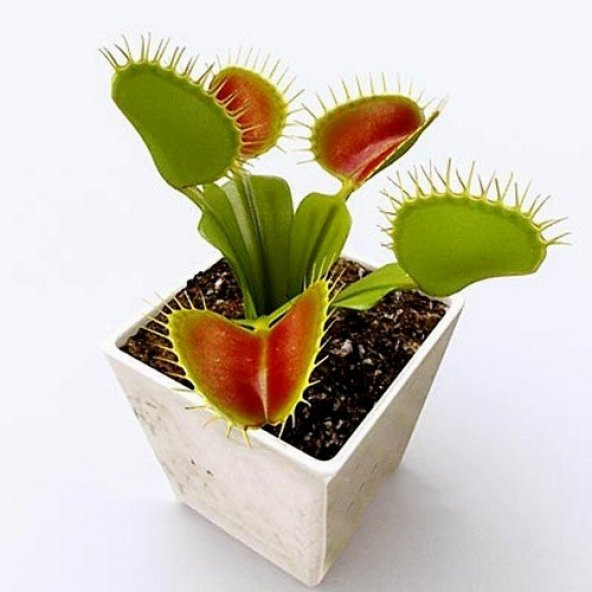 DAY 100 Adet Venüs Fly Trap Sinek Kapan Bitkisi Tohumu + 10 ADET Cennet Kuşu Çiçek Tohumu