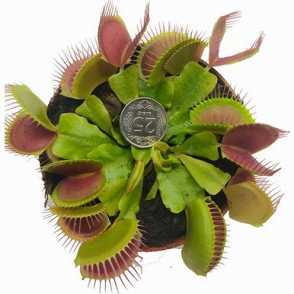 DAY 100 Adet Venüs Fly Trap Sinek Kapan Bitkisi Tohumu +  10 ADET Starliçe Çiçek Tohumu