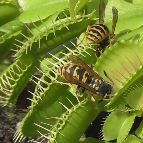 DAY 10 Adet Venüs Fly Trap Sinek Kapan Bitkisi Tohumu +  10 ADET Menekşe Çiçek Tohumu