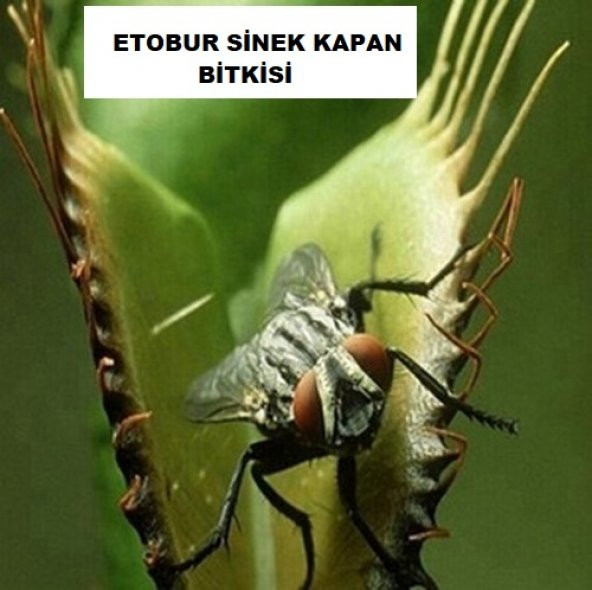 DAY 50 Adet Venüs Fly Trap Sinek Kapan Bitkisi Tohumu +  10 ADET Çuha Çiçek Tohumu