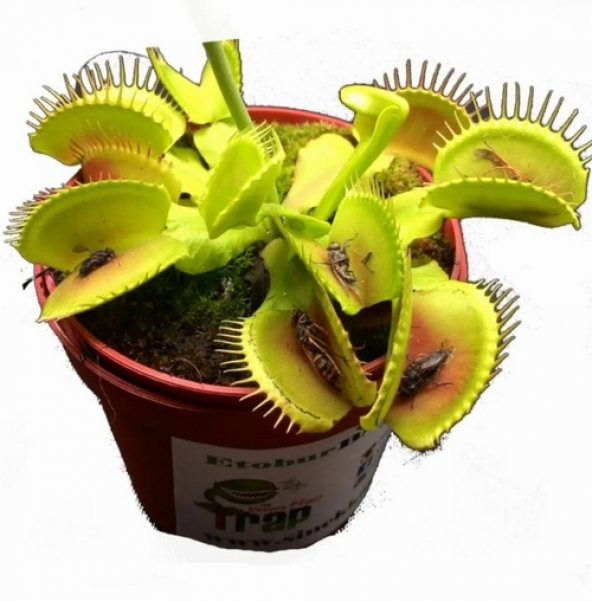 DAY 100 Adet Karışık Venüs Fly Trap Sinek Kapan Bitkisi Tohumu + 10 ADET Hediye H. Gülü Tohumu ürün görseli 1