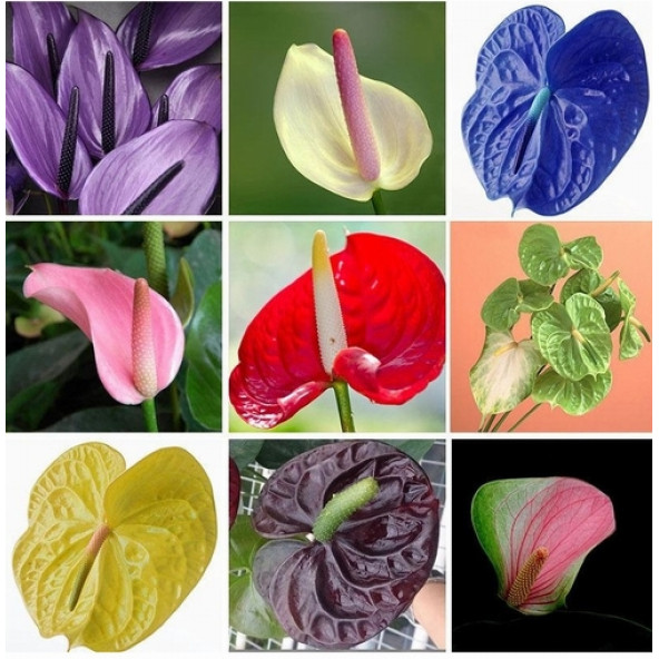 10 ADET K.ANTORYUM ÇİÇEK Tohumu + 10 ADET HEDİYE K.GÜL TOHUMU ürün görseli 1