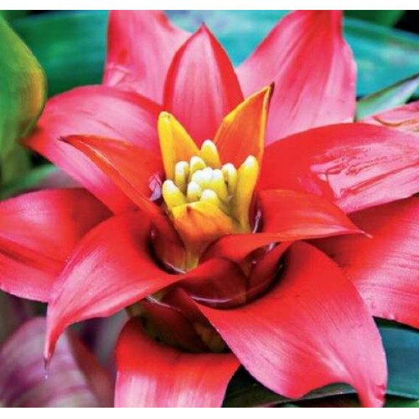 10 ADET K.RENK GUZMANYA ÇİÇEK Tohumu + 10 ADET HEDİYE K.GÜL TOHUMU - Resim 2