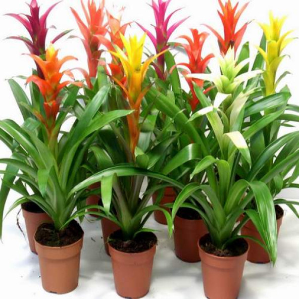 50 ADET K.RENK GUZMANYA ÇİÇEK Tohumu + 10 ADET HEDİYE K.GÜL TOHUMU ürün görseli 1