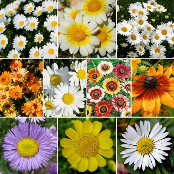 10 Adet Karışık Papatya Çiçek Tohumu + 10 Adet HEDİYE KARIŞIK RENK Gül Tohumu - 6