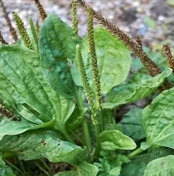 100 Adet Organik Yabani Sinir Damar Otu Tohumu + 10 Adet Hediye Karışık Renk Gül Tohumu ürün görseli 1