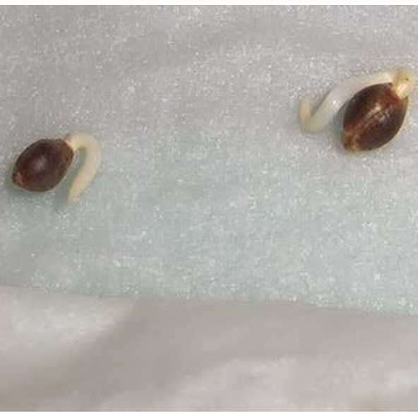 10 Adet Karışık Papatya Çiçek Tohumu + 10 Adet HEDİYE KARIŞIK RENK Gül Tohumu - Resim 4