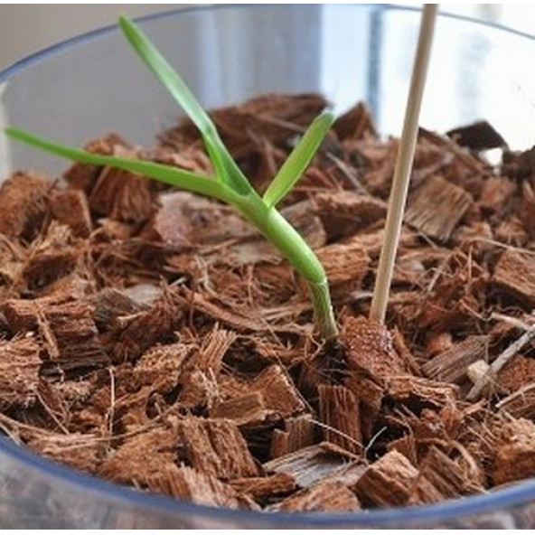 DAY 10 ADET 10 FARKLI KARIŞIK RENK ORKİDE ÇİÇEK TOHUMU +  10ADET HEDİYE HOLLANDA GÜLÜ TOHUMU - Resim 3