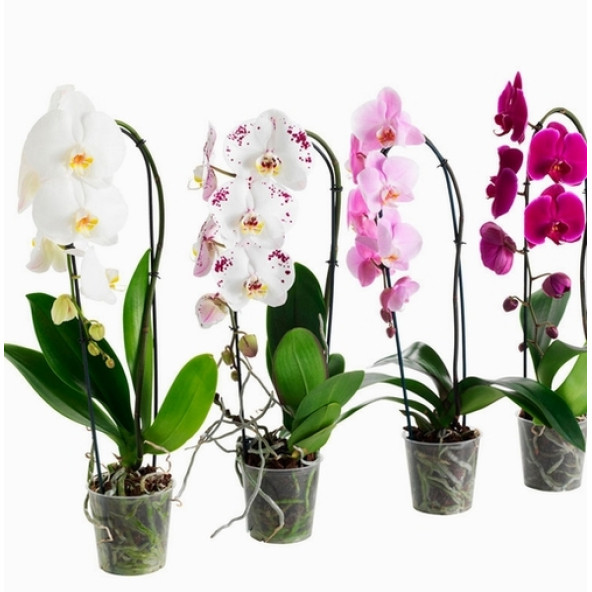 DAY 10 ADET 10 FARKLI KARIŞIK RENK ORKİDE ÇİÇEK TOHUMU +  10ADET HEDİYE HOLLANDA GÜLÜ TOHUMU - Resim 7