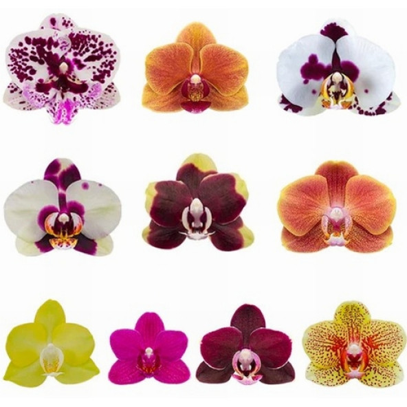 DAY 10 ADET 10 FARKLI KARIŞIK RENK ORKİDE ÇİÇEK TOHUMU +  10ADET HEDİYE HOLLANDA GÜLÜ TOHUMU - Resim 8