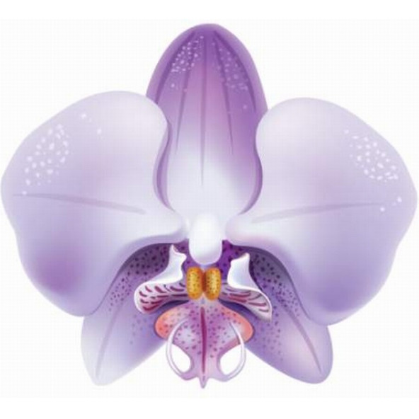 DAY 10 ADET 10 FARKLI KARIŞIK RENK ORKİDE ÇİÇEK TOHUMU +  10ADET HEDİYE HOLLANDA GÜLÜ TOHUMU - Resim 9