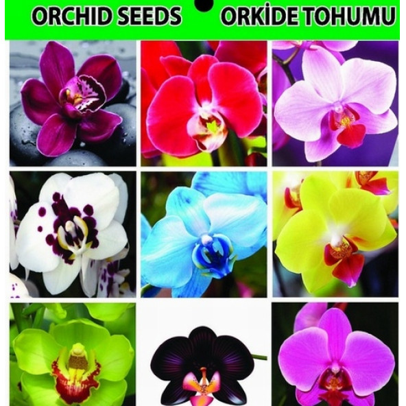 DAY 10 ADET 10 FARKLI KARIŞIK RENK ORKİDE ÇİÇEK TOHUMU +  10ADET HEDİYE HOLLANDA GÜLÜ TOHUMU - Resim 11