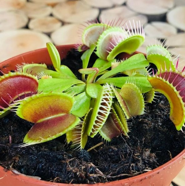 DAY 10 Adet Venüs Fly Trap Sinek Kapan Bitkisi Tohumu +  10 ADET Starliçe Çiçek Tohumu