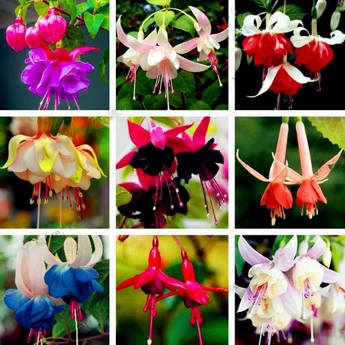 10 Adet Karışık Renk Küpe Çiçeği Tohumu + 10 Adet Hediye Karışık Renk Orkide Çiçek Tohumu