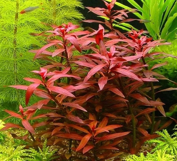 10 Adet Ludwigia Akvaryum Tohumu + 10 Adet Hediye Karışık Renk Gül Tohumu