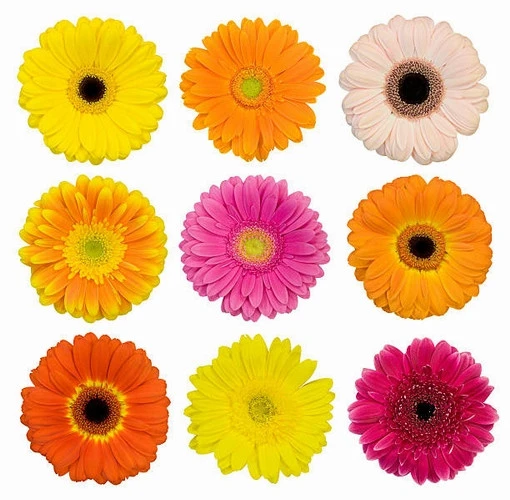 25 Adet Karışık Renk Gerbera Çiçek Tohumu + 10 Adet Hediye Karık Renk Küpe Çiçeği Tohumu