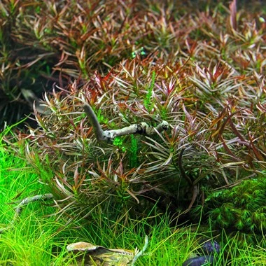 10 Adet Arcuata Akvaryum Tohumu + 10 Adet Hediye Karışık Renk Gül Tohumu