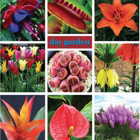 50 Adet Karışık Zambak Çiçek Tohumu + 10 ADET HEDİYE GÜL ÇİÇEK TOHUMU - Resim 2