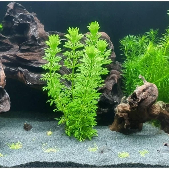 25 Adet Sessiliflora Akvaryum Tohumu + 10 Adet Hediye Karışık Renk Gül Tohumu