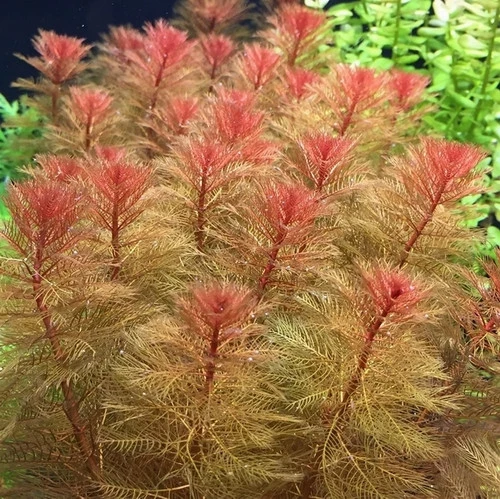 25 Adet Proserpinaca Palustris Akvaryum Tohumu + 10 Adet Hediye Karışık Renk Gül Tohumu