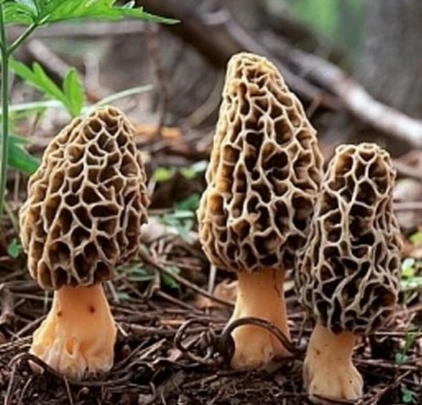 50 Adet Kuzu Göbeği Mantar Tohumu + 10 Adet Hediye Karışık Renk Gül Çiçeği Tohumu