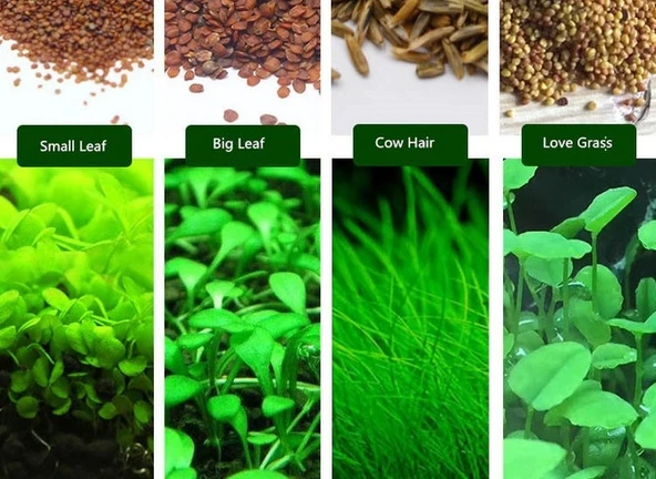 200 Adet 4 Farklı Akvaryum Bitkisi Tohumu + 10 Adet Hediye Karışık Renk Gül Tohumu
