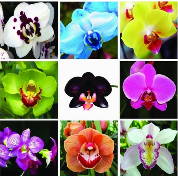 25 ADET KARIŞIK RENK Küpe ÇİÇEĞİ TOHUMU + 10 ADET HEDİYE K.R. ORKİDE ÇİÇEK TOHUMU - 7