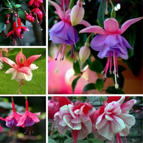 25 ADET KARIŞIK RENK Küpe ÇİÇEĞİ  TOHUMU + 10 ADET HEDİYE K.R. ORKİDE ÇİÇEK TOHUMU