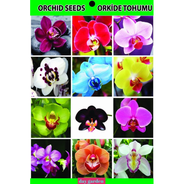 50 ADET MAVİ SİYAH GÜL ÇİÇEK Tohumu + 10 ADET HEDİYE K.ORKİDE TOHUMU - Resim 3