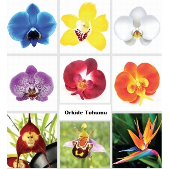 10 ADET KARIŞIK RENK Küpe ÇİÇEĞİ  TOHUMU + 10 ADET HEDİYE K.R. ORKİDE ÇİÇEK TOHUMU - 6