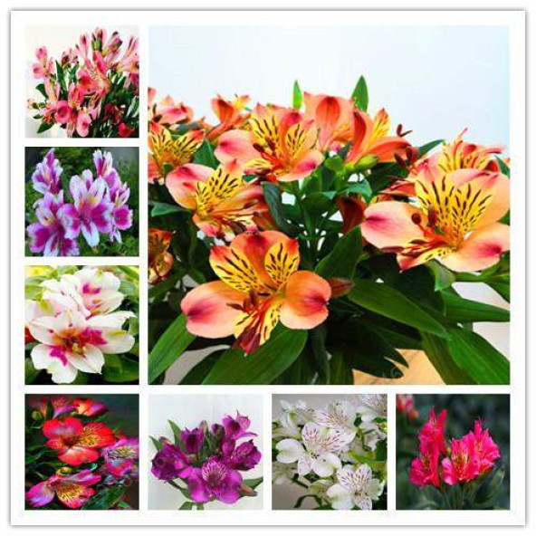 25 Adet Karışık Zambak Çiçek Tohumu + 10 ADET HEDİYE GÜL ÇİÇEK TOHUMU - Resim 7