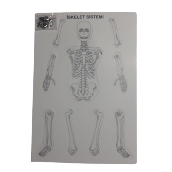 iskelet sistemi modeli (birleştirmeli) 35 cm