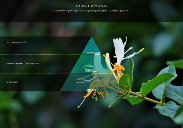 Rulopak Hanımeli Yasemin Koku Kartuşu 100 ml (M5-M6) - Resim 4