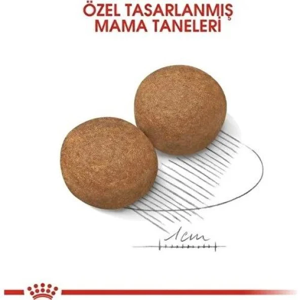 Royal Canin Maxi Adult Büyük Irk Yetişkin Köpek Maması 15kg - 3
