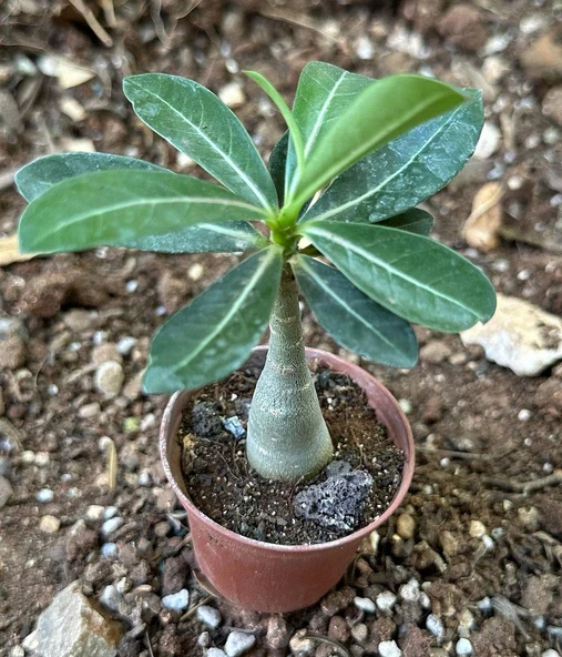 5.5 luk Saksıda Kırmızı Adenium Çöl Gülü Çiçeği Fidanı - 3