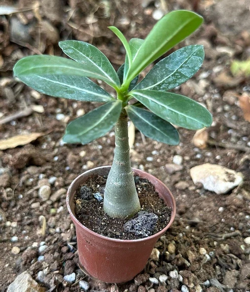 5.5 luk Saksıda Kırmızı Adenium Çöl Gülü Çiçeği Fidanı - 5