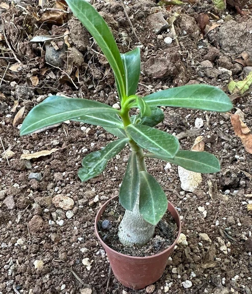 5.5 luk Saksıda Sarı Kırmızı Adenium Çöl Gülü Çiçeği Fidanı - 4