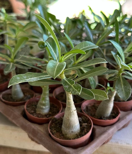 5.5 luk Saksıda Sarı Kırmızı Adenium Çöl Gülü Çiçeği Fidanı - 5