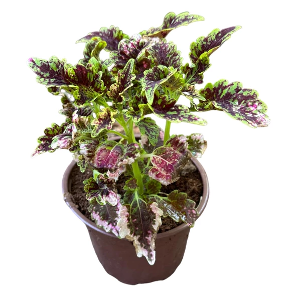 3 Adet Farklı Tür Yaprak Güzeli Çiçek Seti - Resim 4