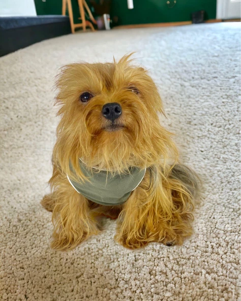 Midnight Green Atlet Köpek Kıyafeti  Köpek Elbisesi - Resim 3