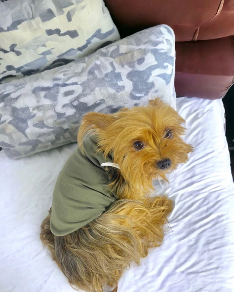 Midnight Green Atlet Köpek Kıyafeti  Köpek Elbisesi - Resim 2