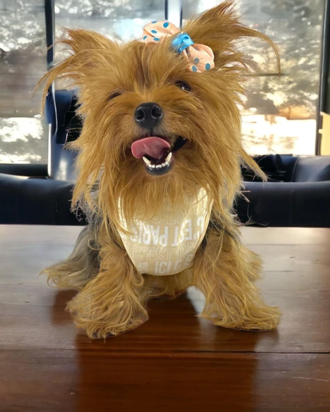 In The Paris Atlet Köpek Kıyafeti  Köpek Elbisesi - 3