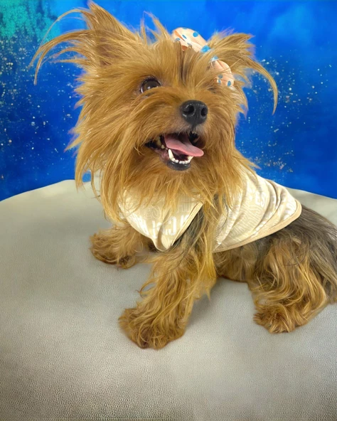 In The Paris Atlet Köpek Kıyafeti  Köpek Elbisesi - 2