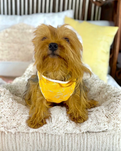 Orange Stripe Atlet Köpek Kıyafeti  Köpek Elbisesi - Resim 3