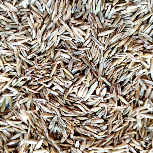 Eşref Şekerli Rye Grass, Reygras Otu, İtalyan Çimi (Süt Otu) Tohumu 10 KG - 2