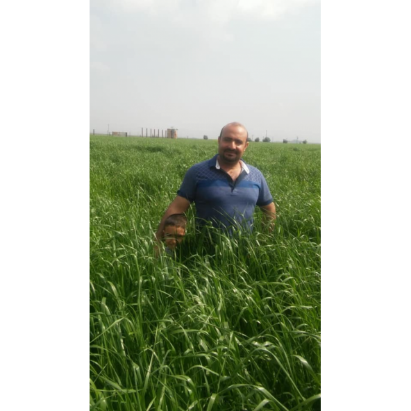 Eşref Şekerli Rye Grass, Reygras Otu, İtalyan Çimi (Süt Otu) Tohumu 10 KG - 3